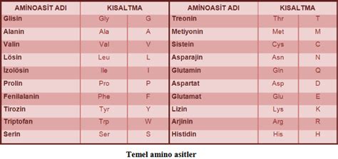 standart amino asitlerin sınıflandırılması